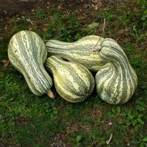 Courge Striped Cushaw Bio - 10 graines