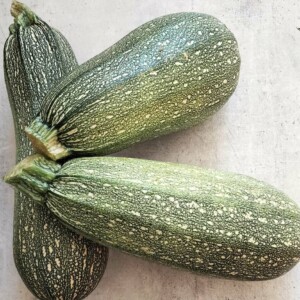Courgette Petite grise de Provence Bio - 2 grammes