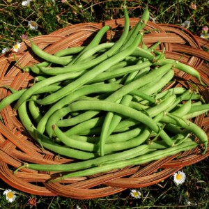 Haricot Delinel Bio - 100 grammes