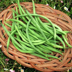 Haricot Triomphe de Farcy Bio - 100 grammes