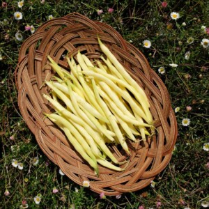 Haricot Beurre de Rocquencourt Bio - 200 grammes C2