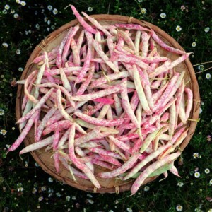 Haricot Borlotto Bio - 100 grammes