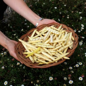 Haricot Petit Coco de Vendée (Brézins) Bio - 80 grammes
