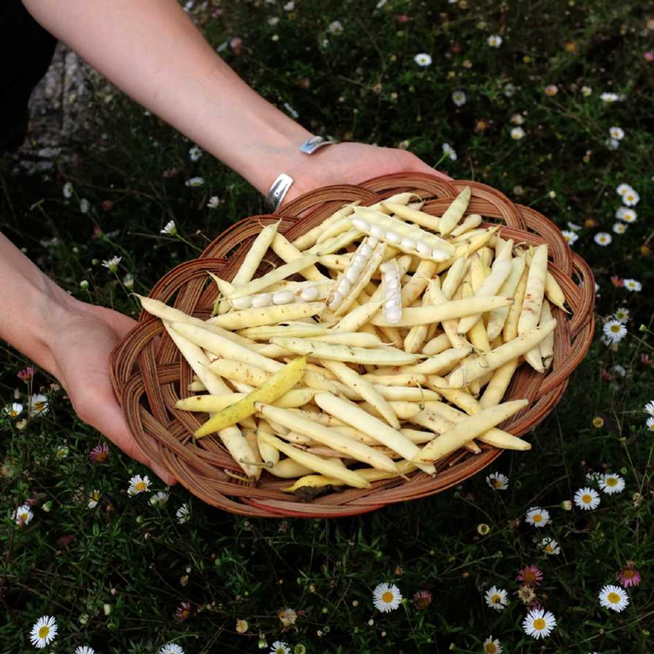 Haricot petit riz de la Bresse