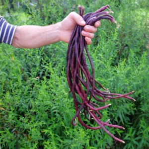 Haricot Kilomètre Red Noodle Bio - 30 graines