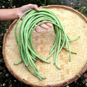 Haricot Kilomètre Tapir Bio - 30 graines