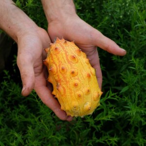 Kiwano Bio - 20 graines