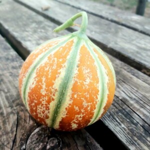 Melon Kajari Bio - 1 gramme