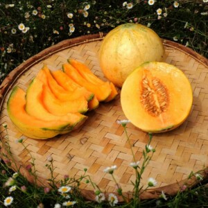Melon Cantaloup Orlinabel Bio - 1 gramme