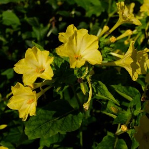 Belle de Nuit Jaune Bio - 20 graines