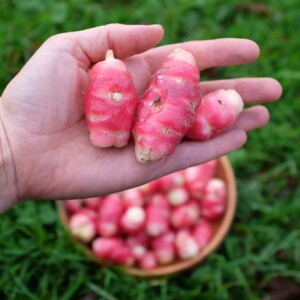 Oca du Pérou Bio - 50 tubercules