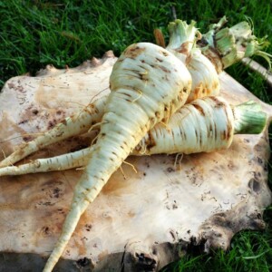 Panais Demi-long de Guernesey Bio - 4 grammes