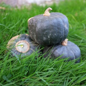 Potiron Buttercup Bio - 10 graines