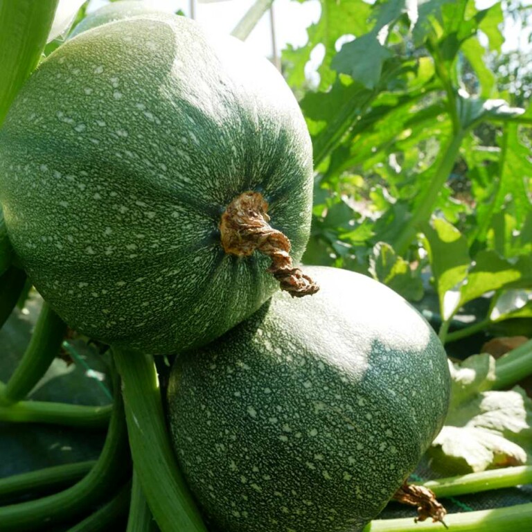Courgette Ronde de Nice Bio - La Boîte à Graines