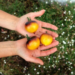 Tomate Belle de Coeur  Bio - 0.2 gramme
