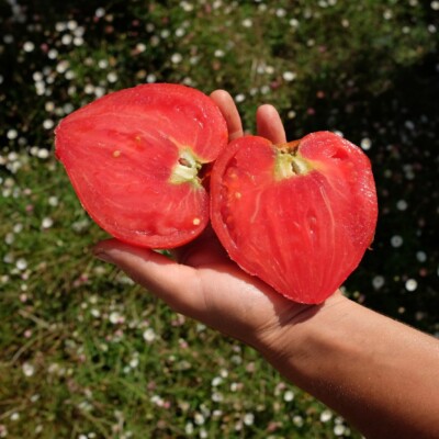 Tomate Cœur de Bœuf de Jérusalem: Les fruits rouge-rosé sont en forme de cœur. De 400 et 500 grammes, ils sont doux et sucrés avec peu de graines.