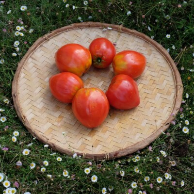 Tomate Cœur de Bœuf de Jérusalem: Les fruits rouge-rosé sont en forme de cœur. De 400 et 500 grammes, ils sont doux et sucrés avec peu de graines.