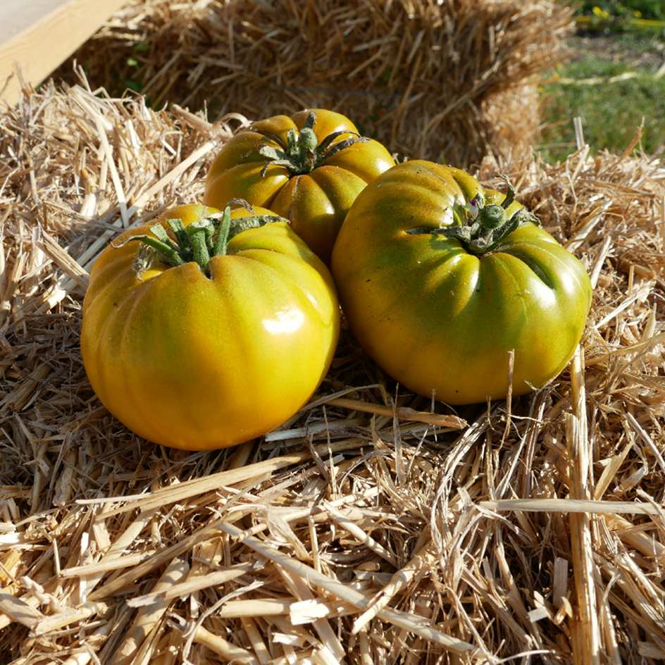 Tomate Green Velvet Bio