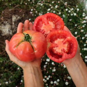 Tomate Montserrat Bio - 0.2 gramme