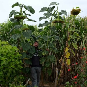 Tournesol Géant Bio - 20 graines
