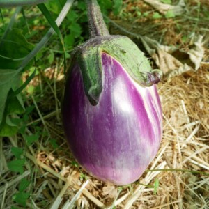 Aubergine Violette de Florence Bio - 0.2 gramme