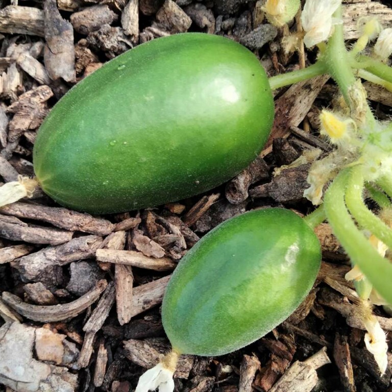 Cornichon Russe Bio La Boîte à Graines