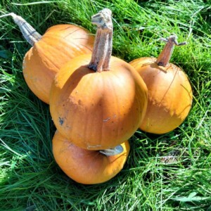 Courge Baby Bear Bio - 12 graines