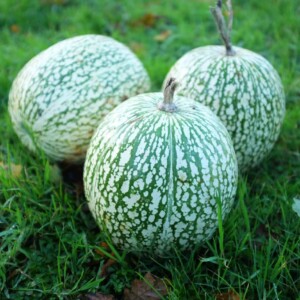 Courge de Siam Bio - 12 graines