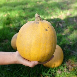 Courge Melonnette Jaspée de Vendée Bio - 10 graines