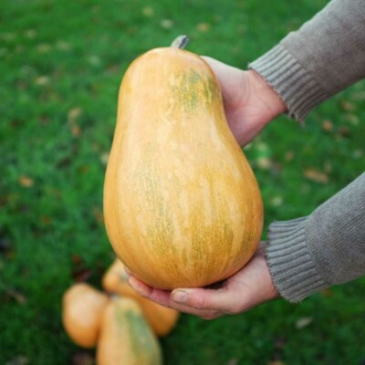 Graines de Courge Bio - 1kg (Cucurbita pepo) : : Epicerie