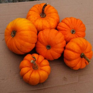 Courge Jack Be Little Bio - 12 graines