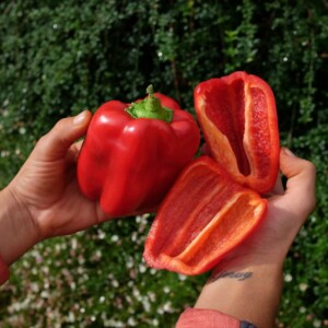 Poivron California Wonder Bio - 0,2 gramme