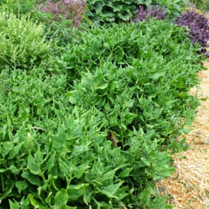 Tetragone cornue Bio - 2 grammes