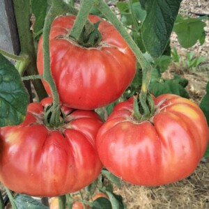 Tomate Brandywine Bio - 0.2 gramme
