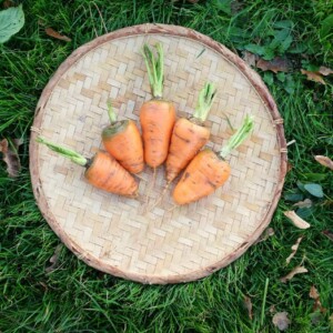 Carotte de Chantenay à Coeur Rouge 2 Bio - 2 grammes