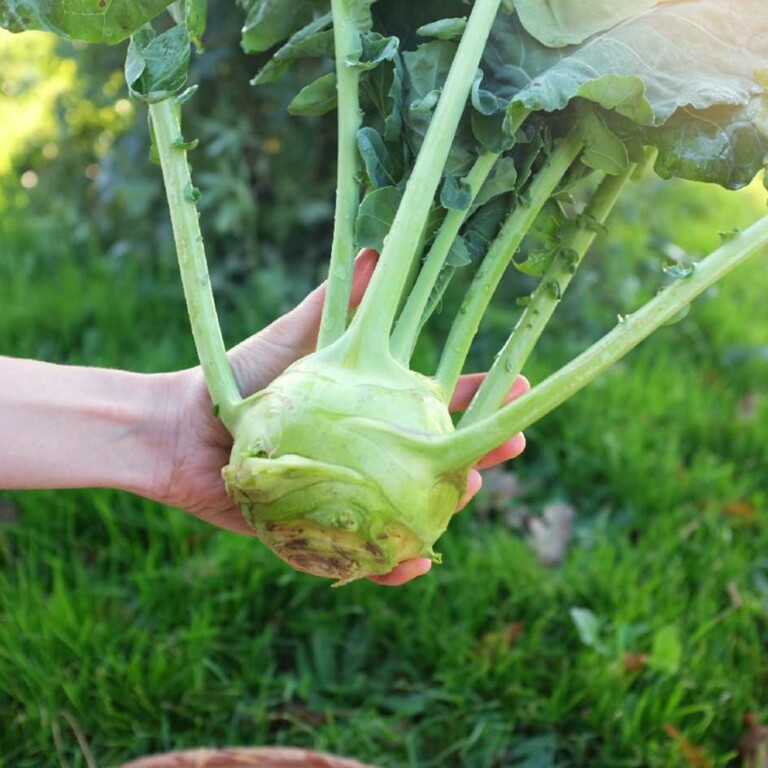 Graines Choux-Raves bio - La Boîte à Graines