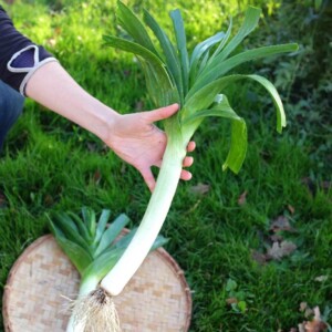 Poireau De Carentan 2 Bio - 2 grammes