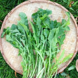 Roquette cultivée Bio - 1 gramme