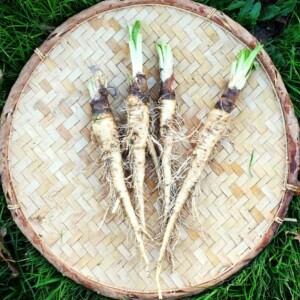 Salsifis Blanc Mammouth Bio - 2 grammes