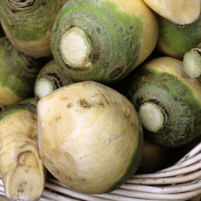 rutabaga blanc de vendée