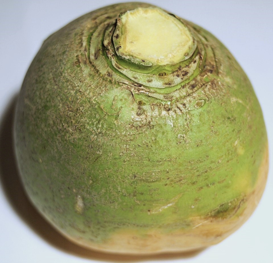 rutabaga blanc de vendée rutabaga blanc de vendée