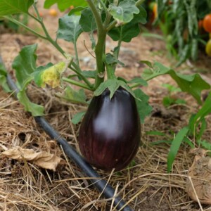 Aubergine Black Beauty Bio - 0.2 gramme