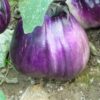 Aubergine violette de Florence