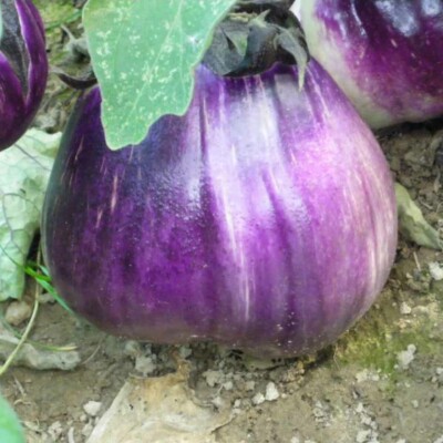 Aubergine violette de Florence