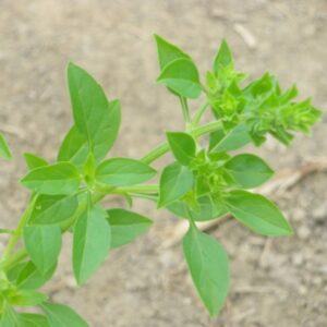 basilic fin vert bio