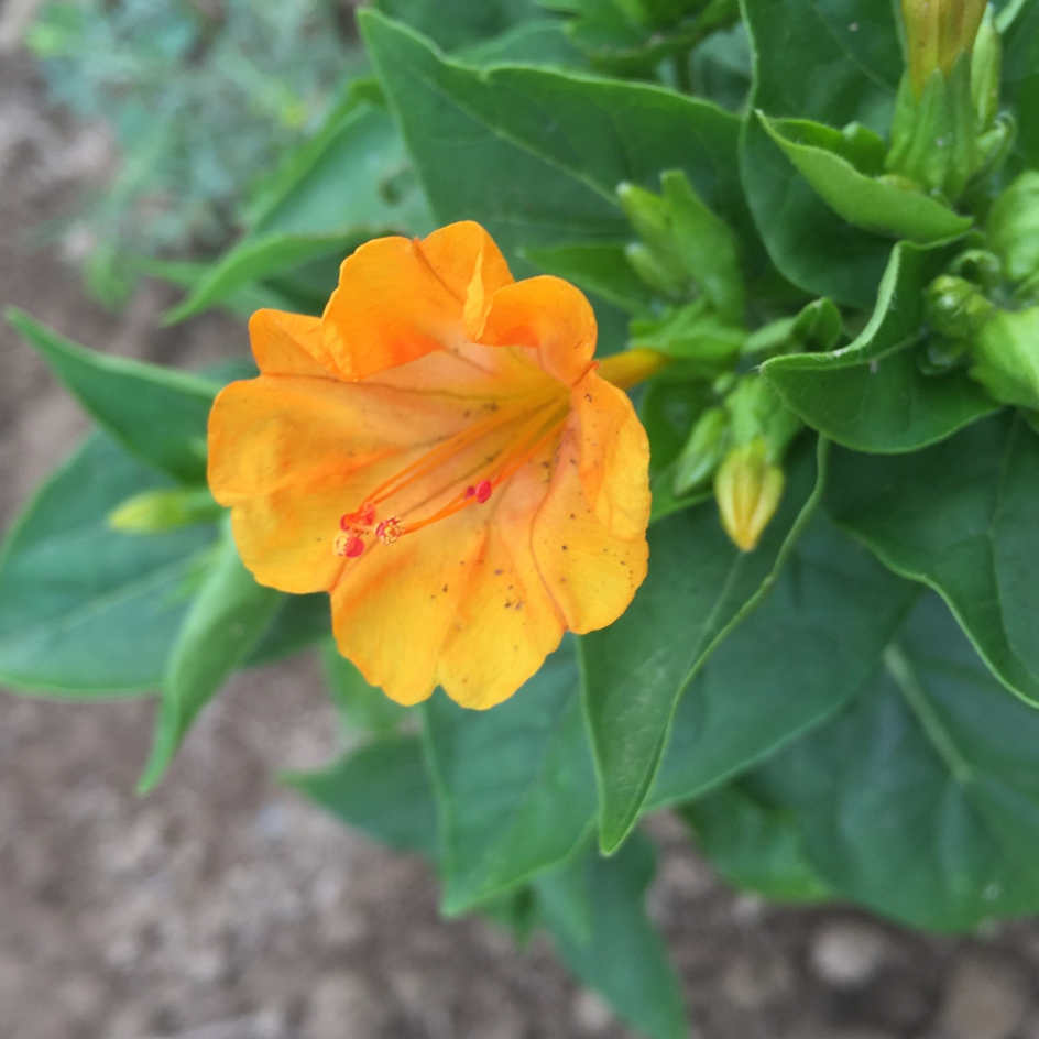 Belle de Nuit Orange Bio