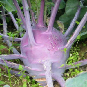 Chou Rave Delikatess Blauer Bio - 0.5 gramme