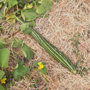 Concombre Armenian Striped bio