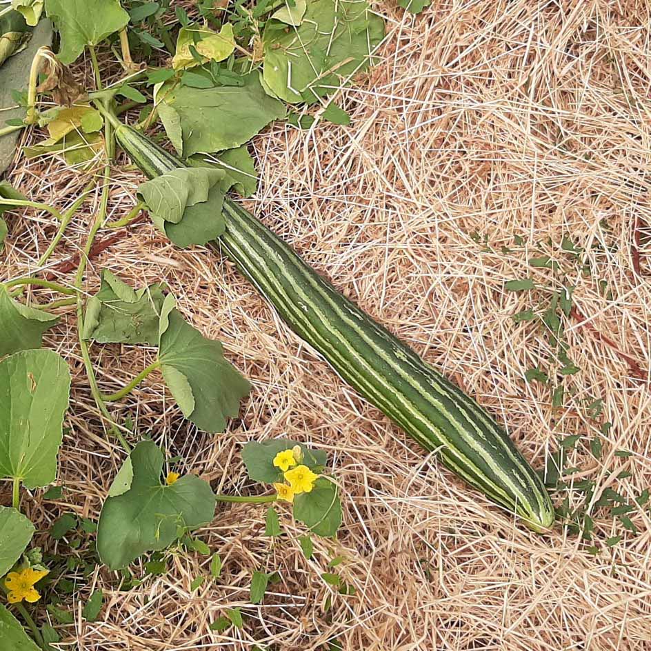 Légumes