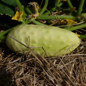 Concombre Blanc Long Parisien Bio - 1 gramme